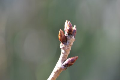 Prunus serrulata 'Amanogawa' - višeň pilovitá (sakura) - zimní pupeny